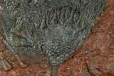 Silurian Fossil Crinoid (Scyphocrinites) Plate - Morocco #134244-1